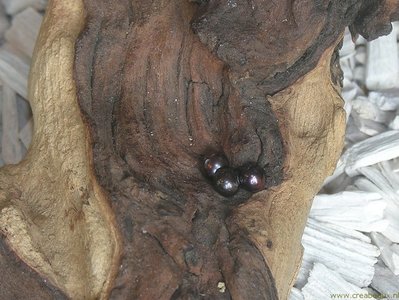 Zoetwarerparel met halfgeboord gat, 06mm, paars-bruin