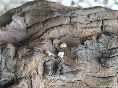 Knijpkraalverberger, 5x3mm, zilverkleur