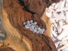 Rocailles 6/0, 4mm, zilvergrijs
