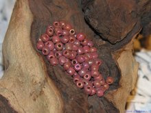 Rocailles 6/0, 4mm, oud roze AB