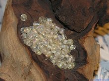 Rocailles 6/0, 4mm, zachtgeel