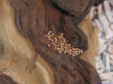 Knijpkraal, 2mm, rose goud