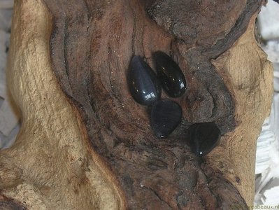 Plaksteen Cateye, 13x8mm, zwart