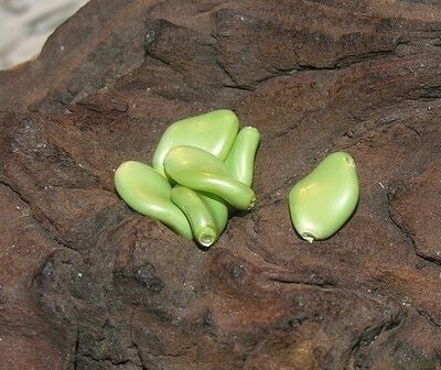 Blaadje, 14x4mm, licht groen